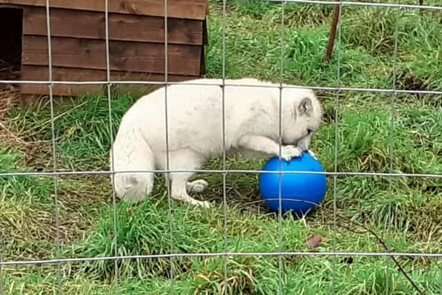 An arctic fox at the Ark Wildlife Park with an enrichment ball.