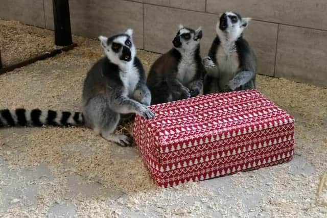Wolds Wildlife Park's ring-tailed lemurs enjoy a Christmas present.