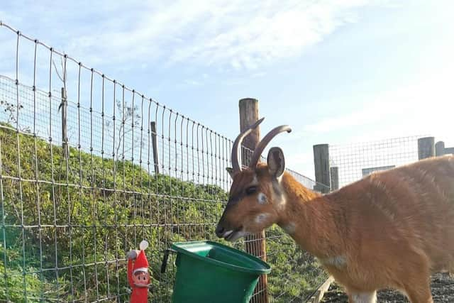 Wolds Wildlife Park's sitatunga getting to know the park's elf Zelf.