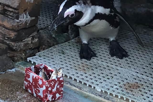 One of Skegness Natureland's penguins enjoying a festive gift.
