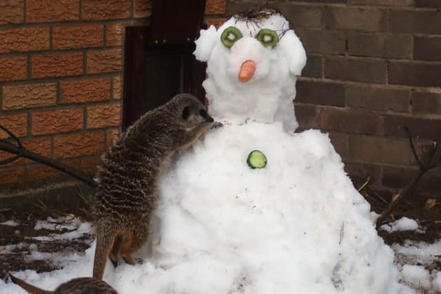 Skegness Natureland's meerkats enjoy some festive enrichment