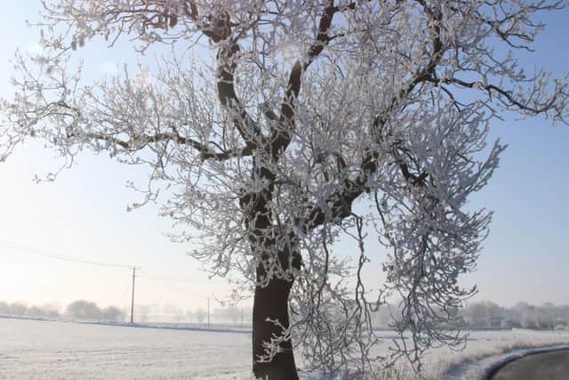 Snowy trees at South Kelsey