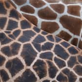 ‘Species’, taken by 11 year old Henry Rose from Caythorpe, was runner-up in the Under 11 category of the RSPCA Young Photographer Awards 2020.