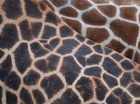 ‘Species’, taken by 11 year old Henry Rose from Caythorpe, was runner-up in the Under 11 category of the RSPCA Young Photographer Awards 2020.