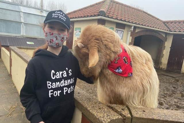 Henry, a rare breed Golden Guernsey Goat at Natureland,  giving Cara's bandanas the nod.