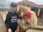 Henry, a rare breed Golden Guernsey Goat at Natureland,  giving Cara's bandanas the nod.