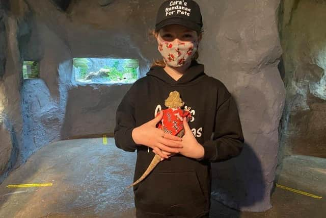 A bearded dragon looking cute in one of Cara's bandanas.