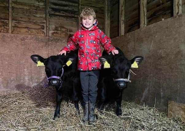Joe Trofer-Cook, of Billinghay, with his Christmas cows.