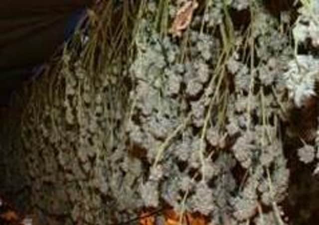 A £500,000 cannabis crop has been found by police in an old industrial building in Billingborough. EMN-210126-095714001
