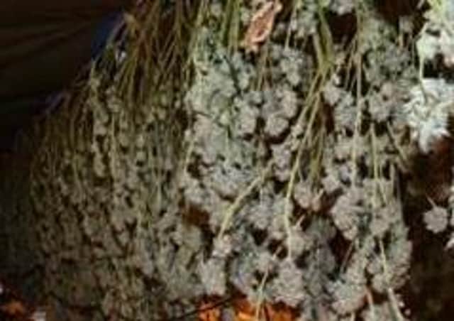 A ÂŁ500,000 cannabis crop has been found by police in an old industrial building in Billingborough. EMN-210126-095714001