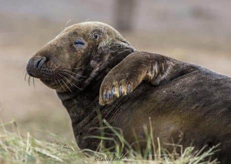 One of the seals at Donna Nook (Lesley Robb/Lincolnshire Wildlife Trust).