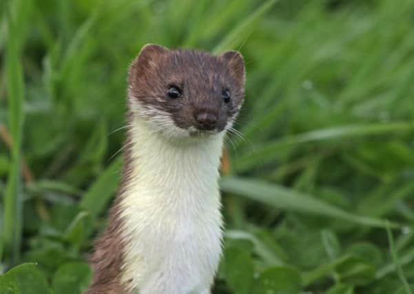 Attracted to the sound of kissing noises on the back of a hand ... a stoat. Picture: Neil Smith
