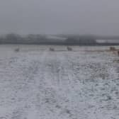 Sheep pictured in the snow.