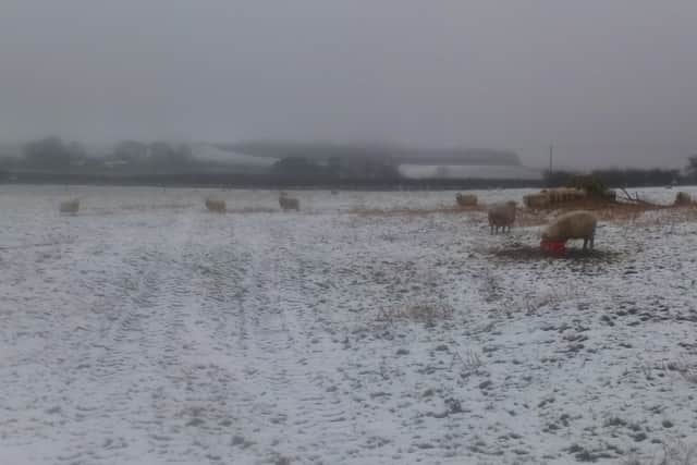 Sheep pictured in the snow.