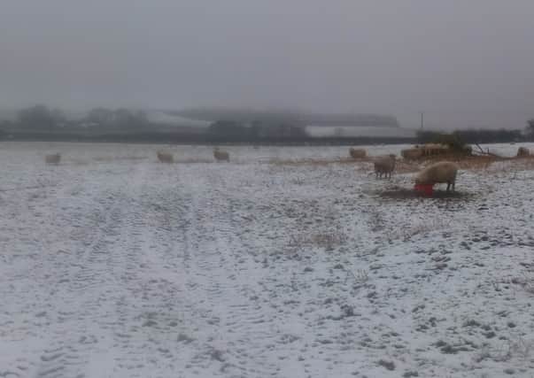 Sheep pictured in the snow.