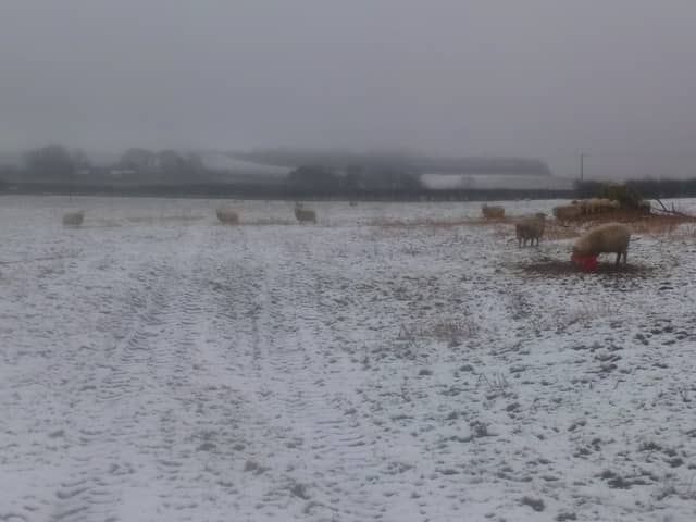 Sheep pictured in the snow.