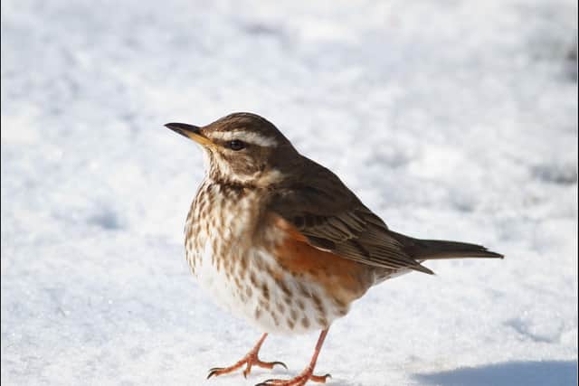 A redwing pictured in the snow by Phil McIver. EMN-210502-131552001