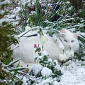 A white cat in the snow. EMN-210502-162426001