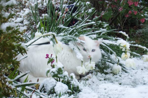 A white cat in the snow. EMN-210502-162426001