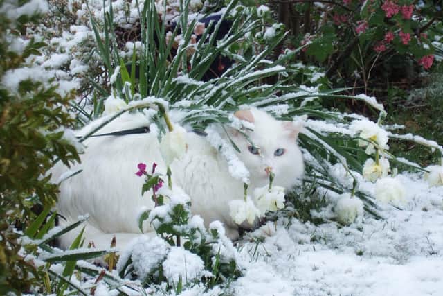 A white cat in the snow. EMN-210502-162426001