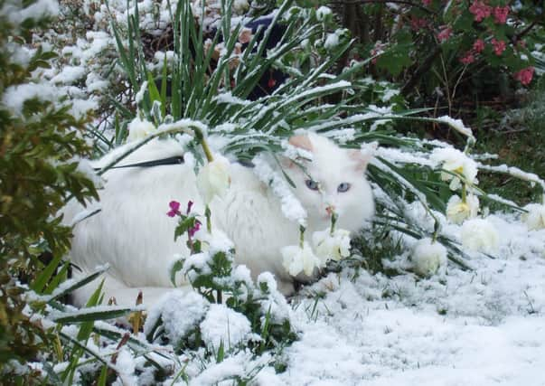 A white cat in the snow. EMN-210502-162426001