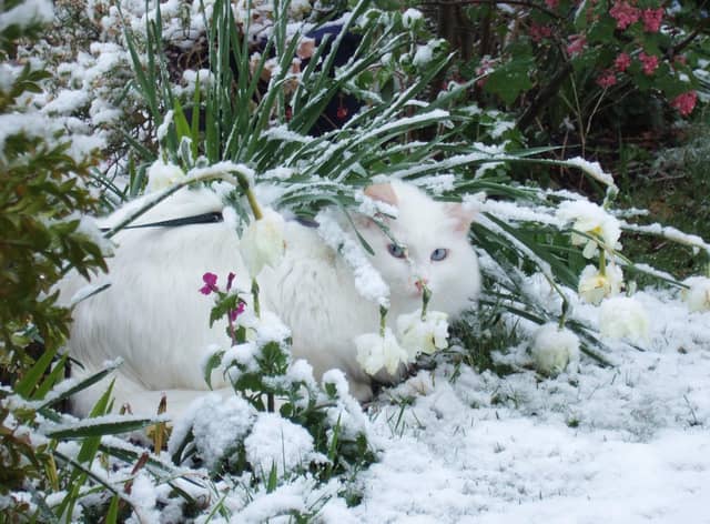 A white cat in the snow. EMN-210502-162426001