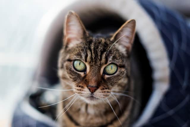 Tabby in warm bed. Picture: Sue Dobbs. EMN-210502-162515001