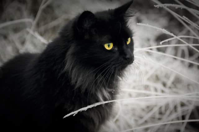 A majestic black cat. EMN-210502-162441001