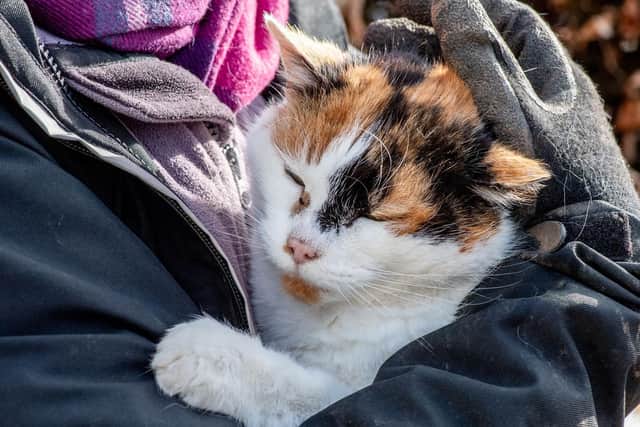 You probably won't see much of Committee the Gunby cat, who has been keeping warm in the greenhouse. Photo: John Aron.