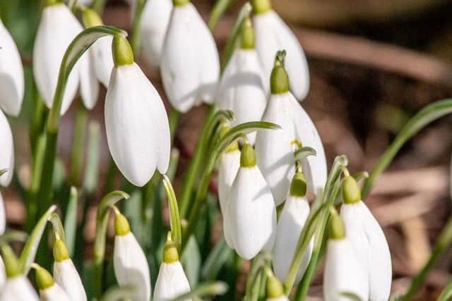 The Snowdrop Trail heralds spring is on its way. Photo: John Aron.
