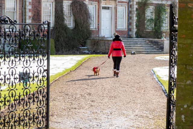 Dogs on a short lead are also welcome on the Snowdrop Trail. Photo: John Aron.