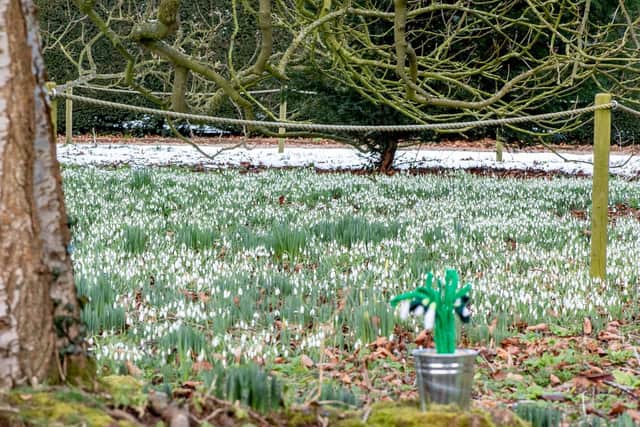Among the snowdrops are crochet ones made by the team to add some colour to the trail. Photo: John Aron.