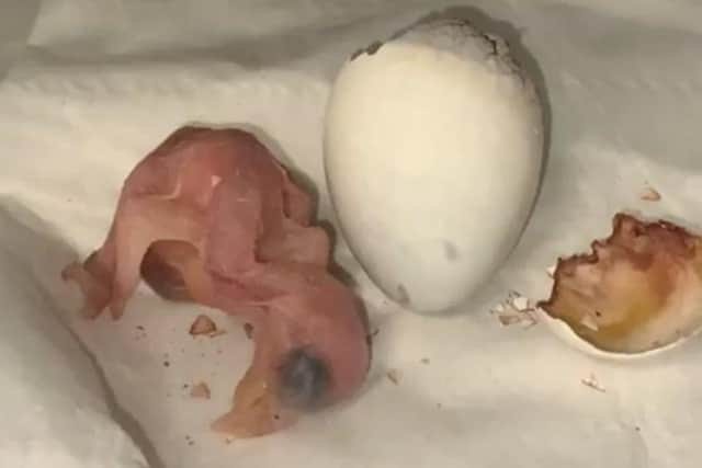 The baby parrot born at Lincolnshire Wildlife Park has sadly died.