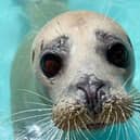 Colin the seal pup before being released back into the sea after being rescued for a second time.