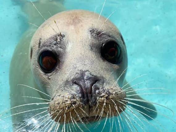 Colin the seal pup before being released back into the sea after being rescued for a second time.