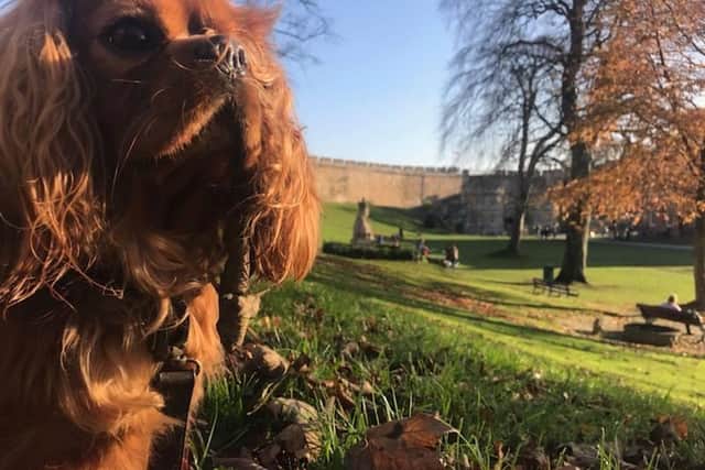 Dog owners are warned to be vigilant after a rise in thefts.