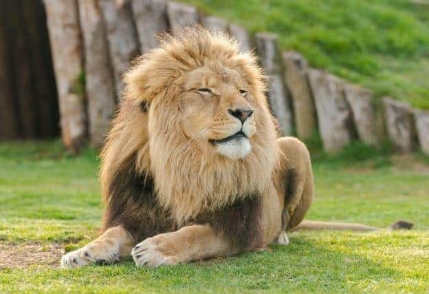 The mane attractions - ready to welcome visitors to the wildlife park