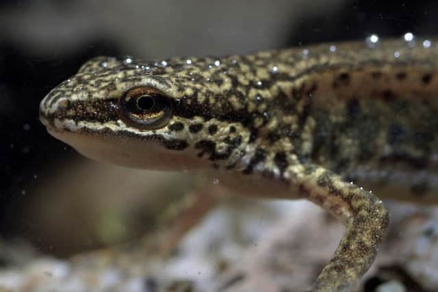 What do you know about newts? Picture: rspb-images.com