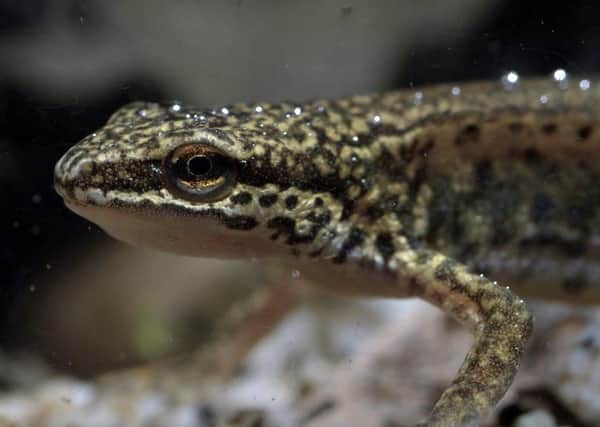 What do you know about newts? Picture: rspb-images.com