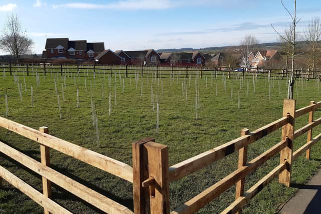 New tree planting on the open space off Sheldrake Road, Sleaford. EMN-210903-120539001