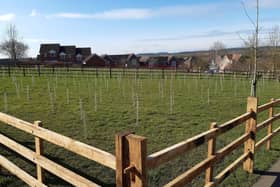New tree planting on the open space off Sheldrake Road, Sleaford. EMN-210903-120539001