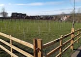 New tree planting on the open space off Sheldrake Road, Sleaford. EMN-210903-120539001