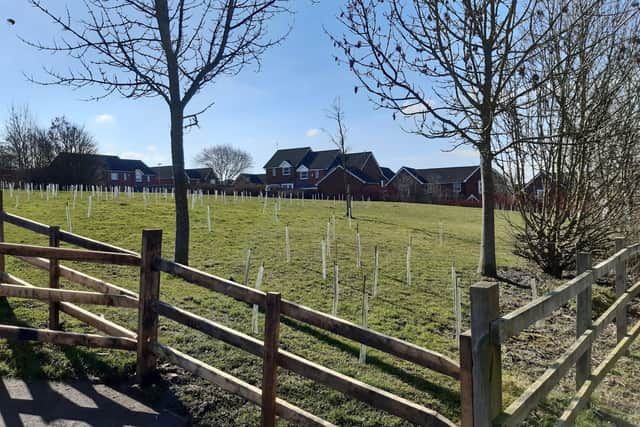 New trees are taking hold on the slope alongside Sheldrake Road on Quarrington Hill. EMN-210903-120551001