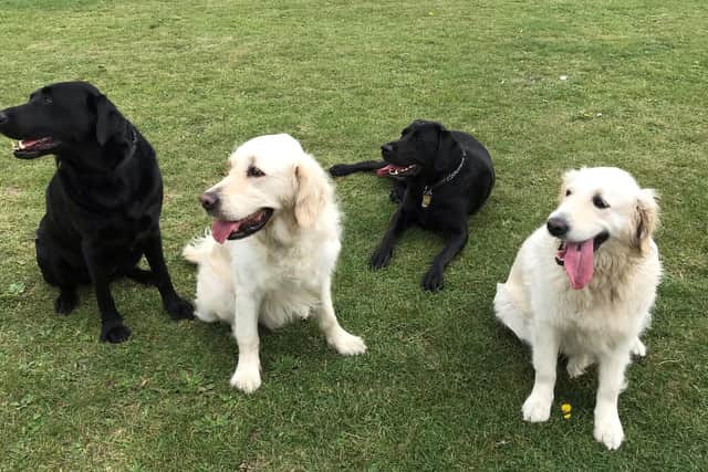 Time to relax: Guide Dogs connected to the Boston-based fundraising group.