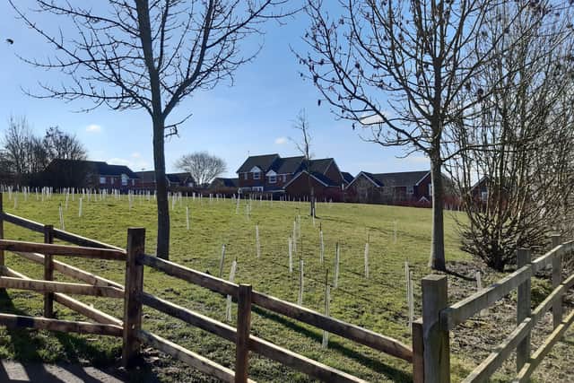 New trees are taking hold on the slope alongside Sheldrake Road on Quarrington Hill. EMN-210903-120551001