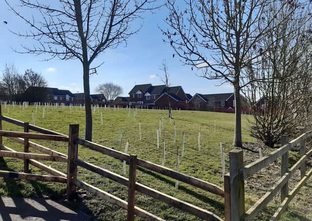 New trees are taking hold on the slope alongside Sheldrake Road on Quarrington Hill. EMN-210903-120551001