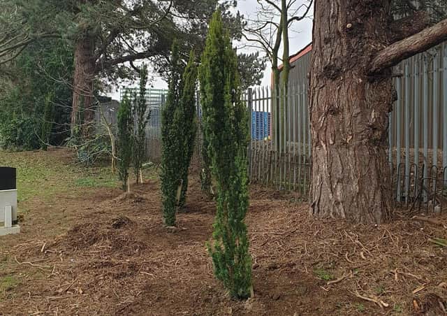 New trees at Heckington Cemetery. EMN-210313-134205001