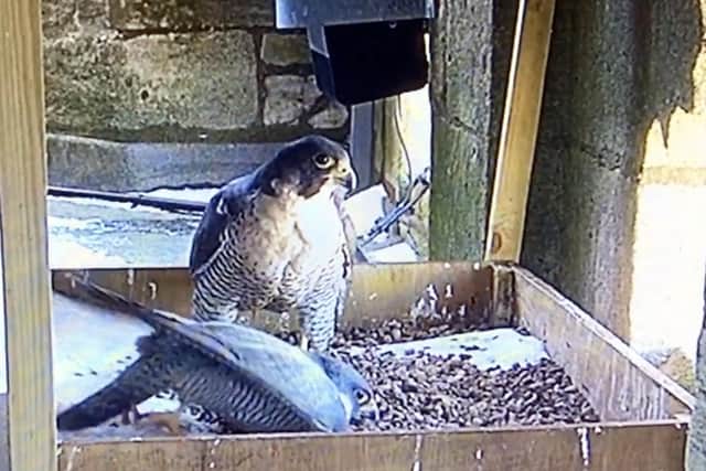 Peregrines creating a depression in the gravel in which to lay their eggs.