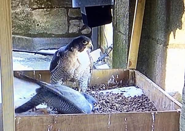 Peregrines creating a depression in the gravel in which to lay their eggs.