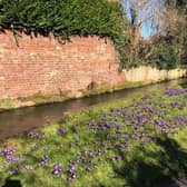 Purple crocus plants at Spout Yard, which has had the best display in Louth this year